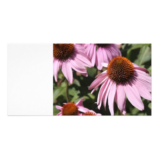 Californian Flower Photo Cards