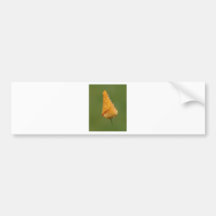 Californian Poppy Bumper Stickers