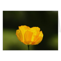 Californian Poppy
