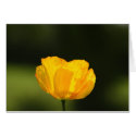 Californian Poppy cards