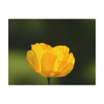 Californian Poppy