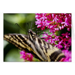 Californiaq Colour Greeting Cards
