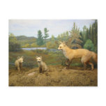 Call of the Wild Museum Fox Family Postcard