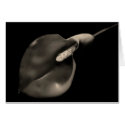 Calla - card