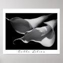 Calla Lilies in B&W posters