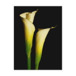 Calla Lilies postcards