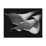 Calla Lilies postcards