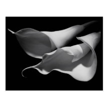 Calla Lilies Postcards