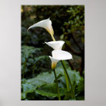 Calla Lilies Print
