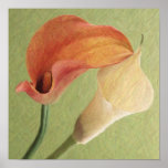 Calla Lilies posters