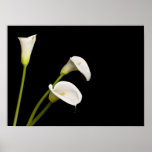 Calla lillies print