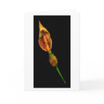 Calla Lilly Greeting Cards