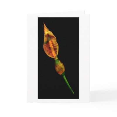 Calla Lilly Greeting Cards by apresimage