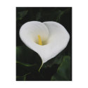 Calla Lilly postcards