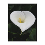 Calla Lilly postcards