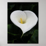 Calla Lilly posters