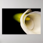 Calla Lilly posters