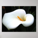Calla Lilly posters