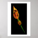 Calla Lilly posters