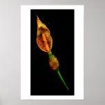 Calla Lilly posters