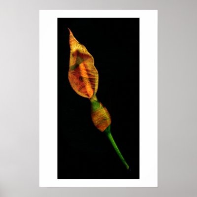 Calla Lilly Posters by apresimage