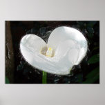"Calla Lilly" posters