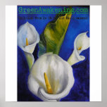 Calla lilly poster posters