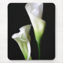 Calla Lily 2