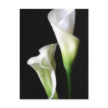 Calla Lily 2 postcards