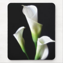 Calla Lily 3
