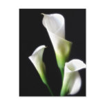 Calla Lily 3 postcards