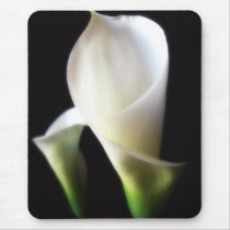 Calla Lily 4