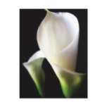 Calla Lily 4 postcards