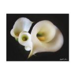 Calla Lily 5 postcards