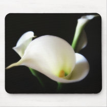 Calla Lily 7