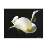 Calla Lily 7 postcards
