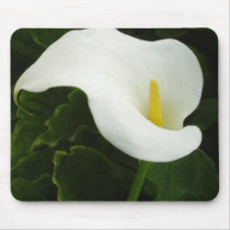 Calla Lily 8 Painterly
