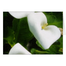 Calla Lily 9 Cards