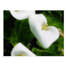 Calla Lily 9 Watercolor Post Cards