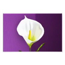 Calla lily art photo