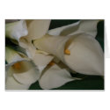 Calla Lily cards
