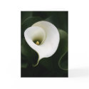 Calla Lily Greeting Card (no border)