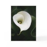 Calla Lily Greeting Card (no border)