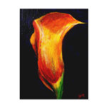 Calla Lily III Postcards