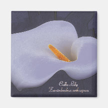 Calla Lily Illustration Fridge Magnets