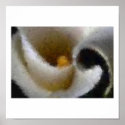 Calla Lily Impressionist posters