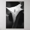 Calla Lily in black and white posters