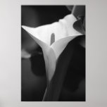 Calla Lily in black and white posters