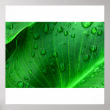 Calla Lily Leaf. Print