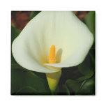 Calla Lily magnets